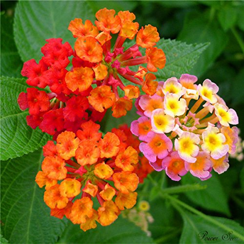 lantana