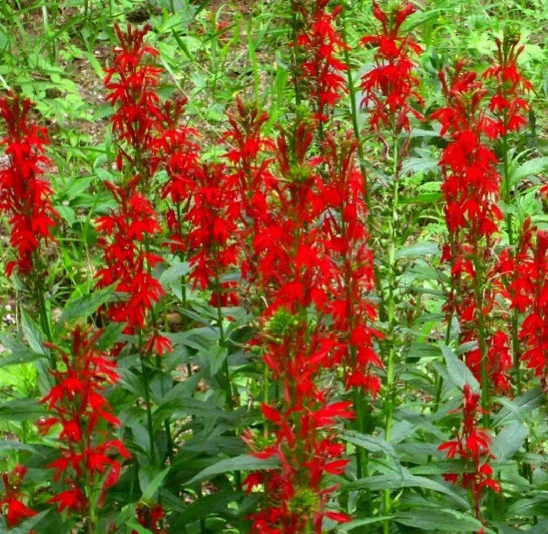 lobeilia cardinalis