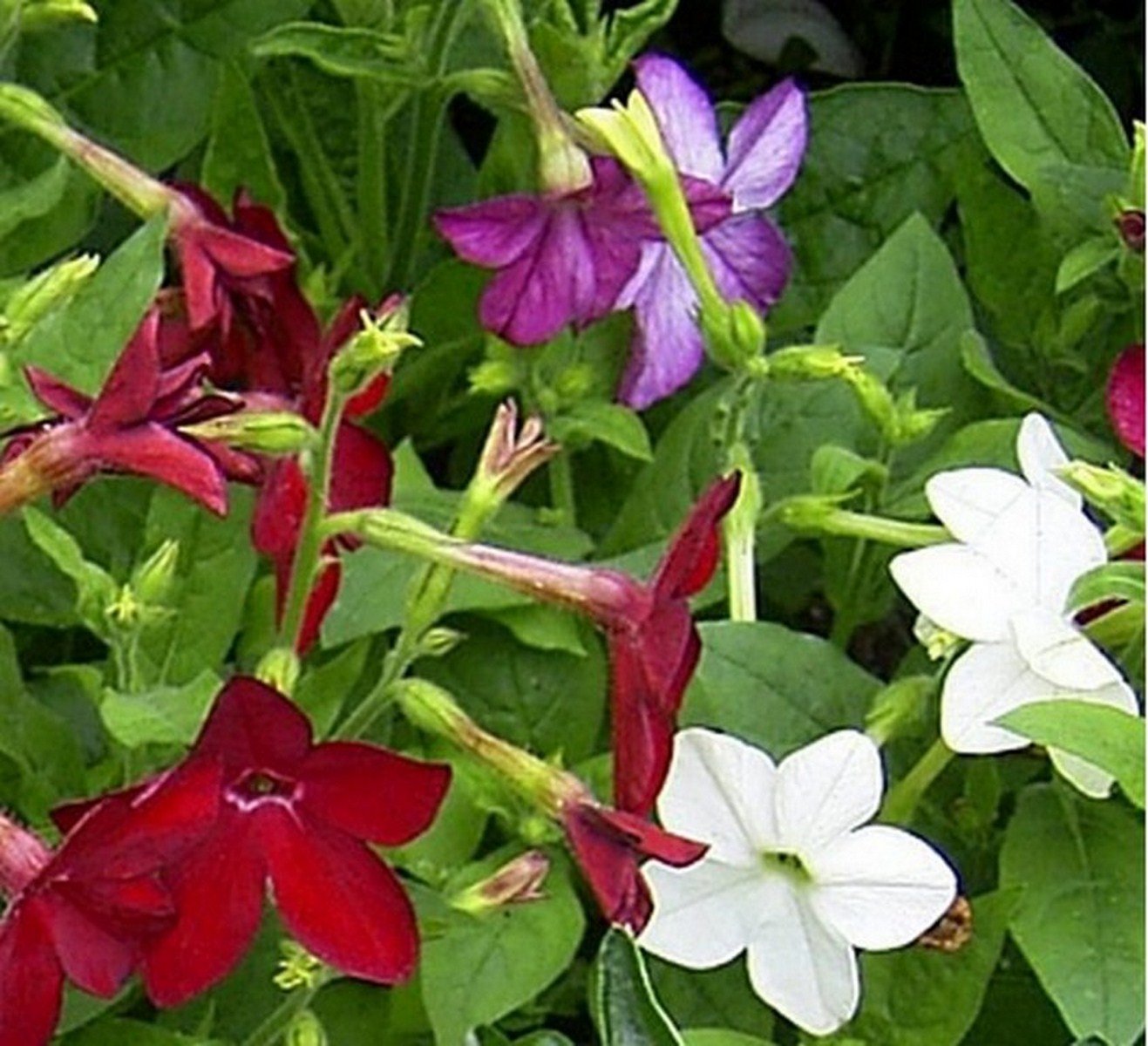 nicotiana seeds