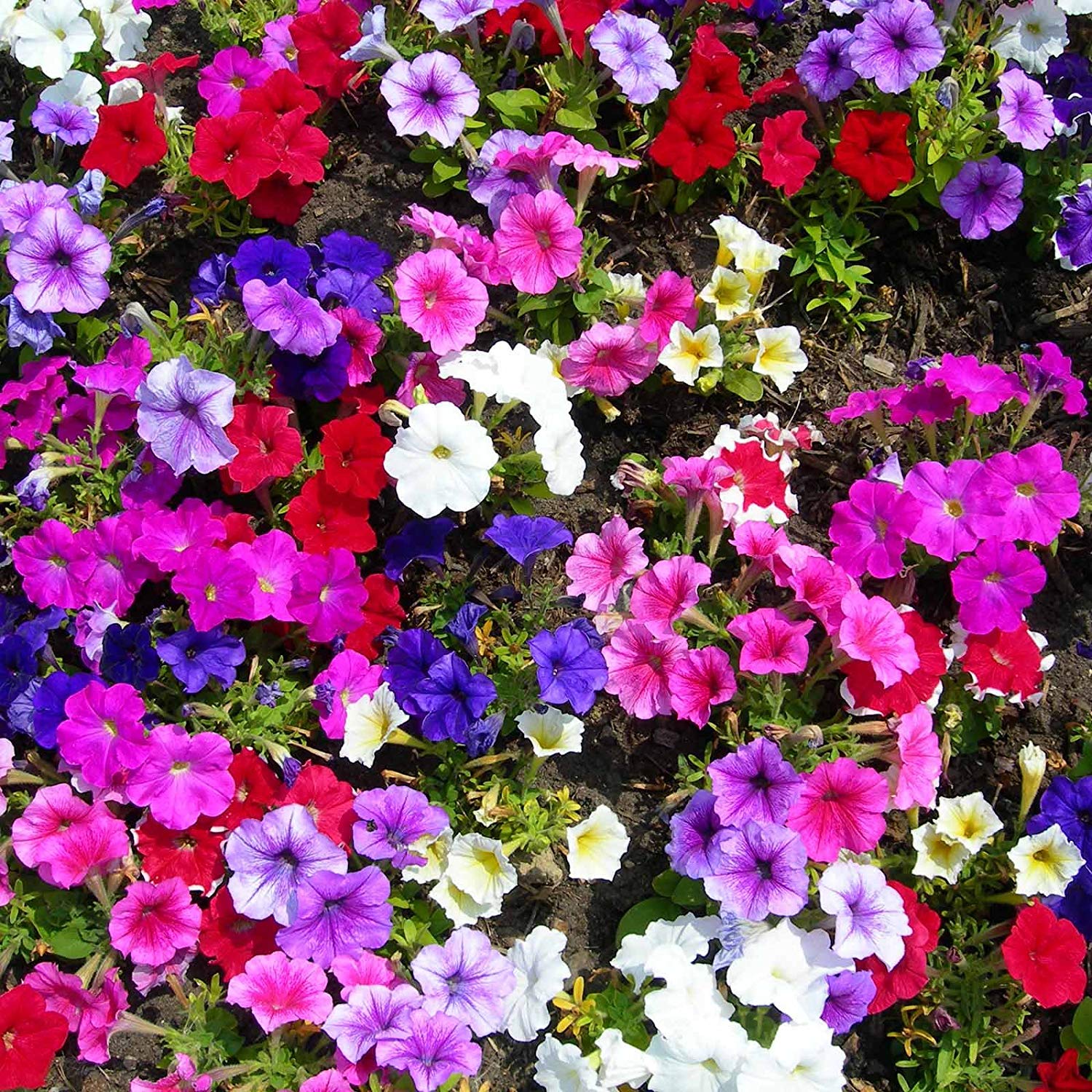 petunia seeds