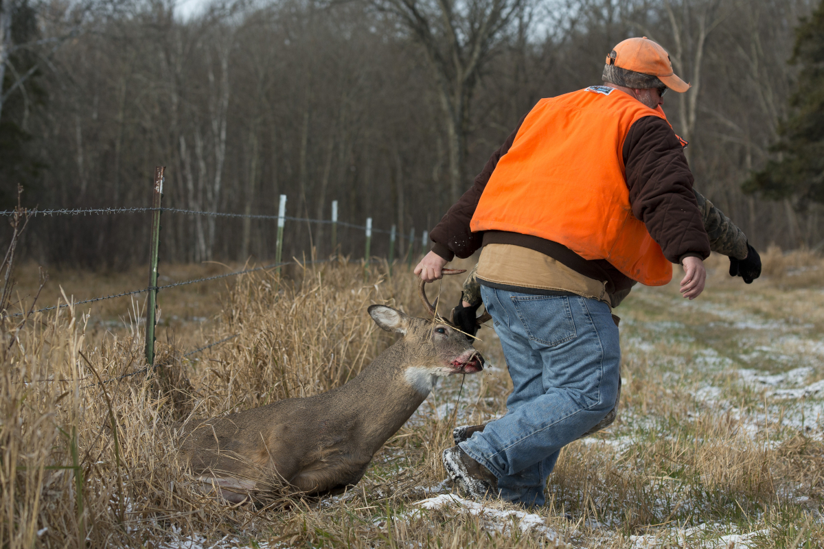 Recovering a Deer