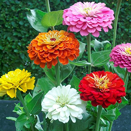 zinnias