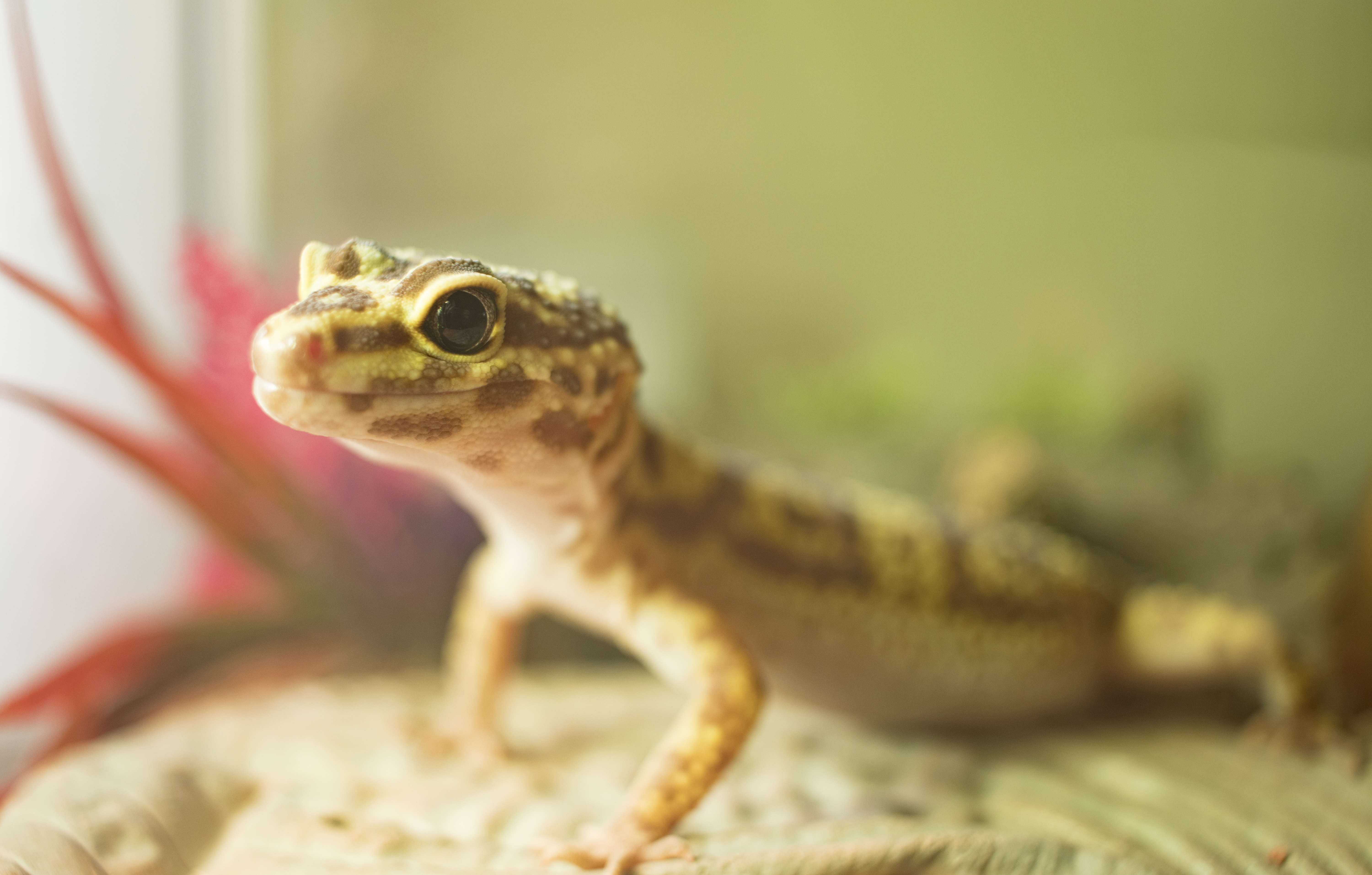 Leopard Gecko