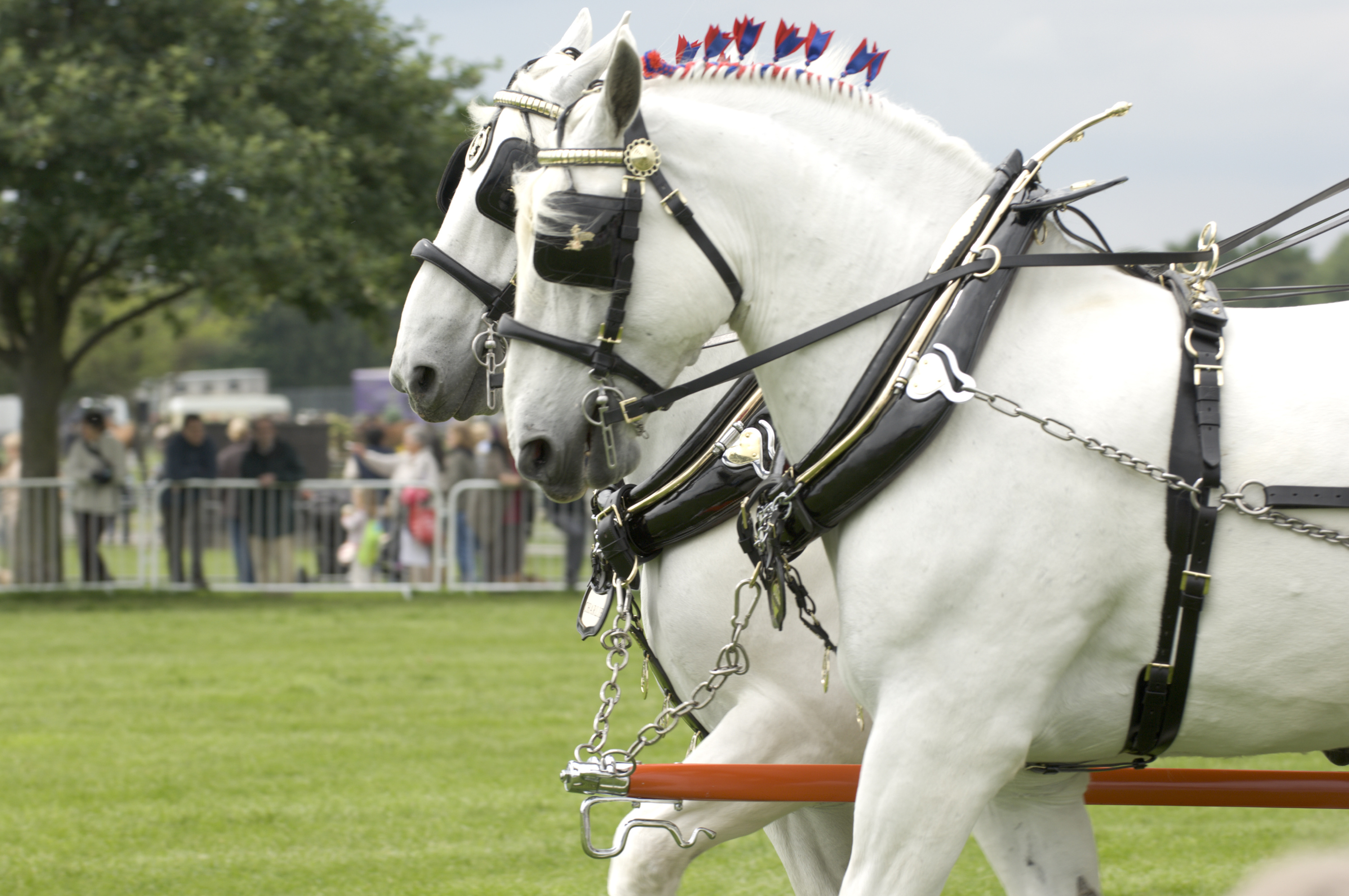 Shire Horses