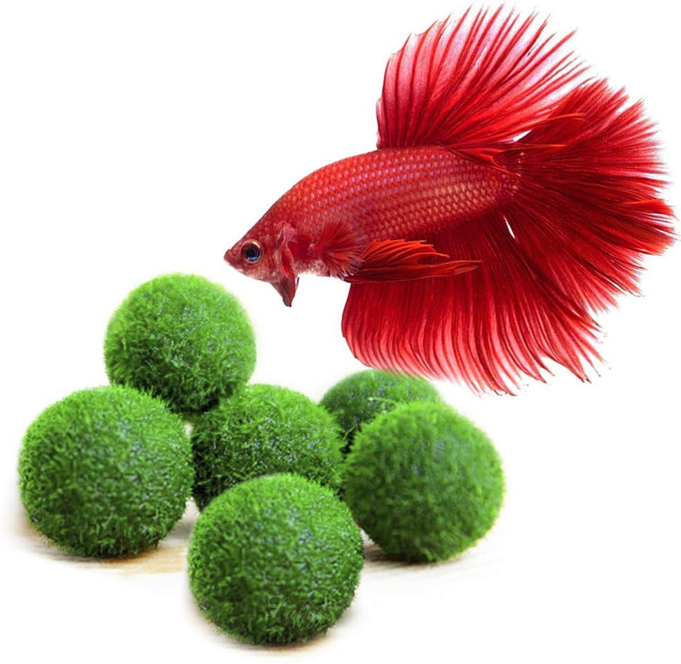 Luffy Marimo, Play Toys for Fish and Shrimps, Easy to Care for, Low-Maintenance Live Plants,