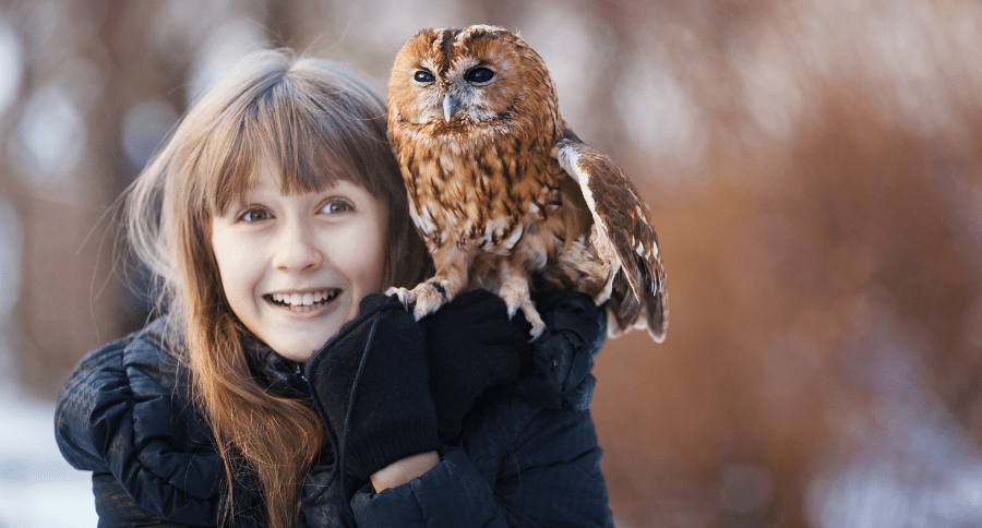 Getting a online pet owl