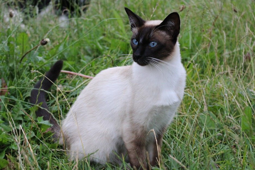 seal point cat sitting in grass