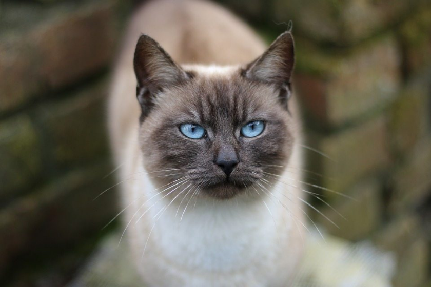 blue point siamese cat looking at camera