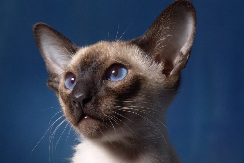 chocolate point siamese cat looking away