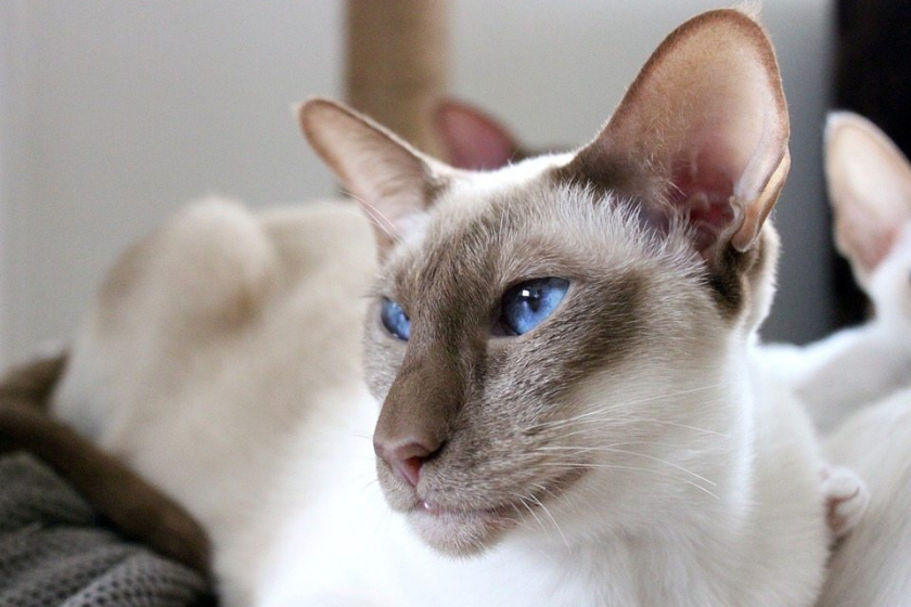 lilac point siamese cat looking away