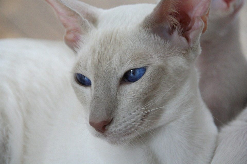 lilac point siamese cat coloration looking away