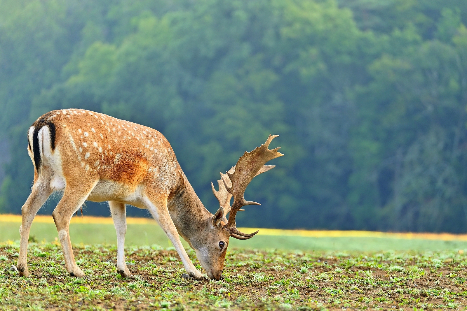 Rare North American Animals