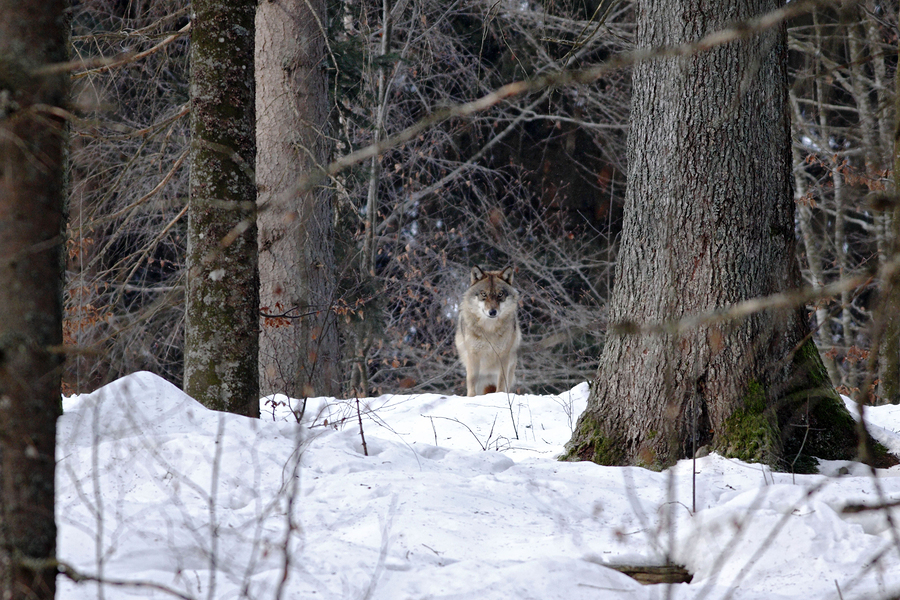 Rare North American Animals