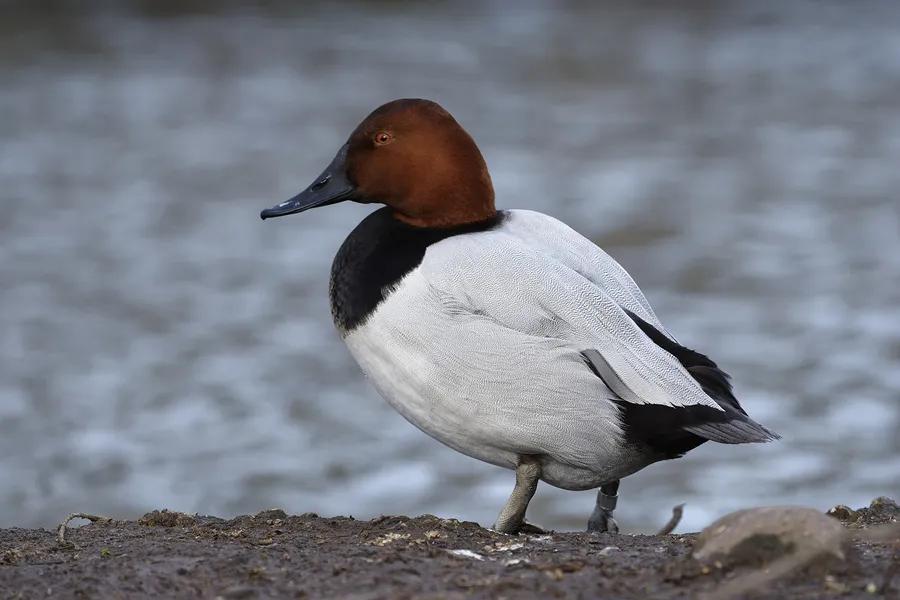 canvasback