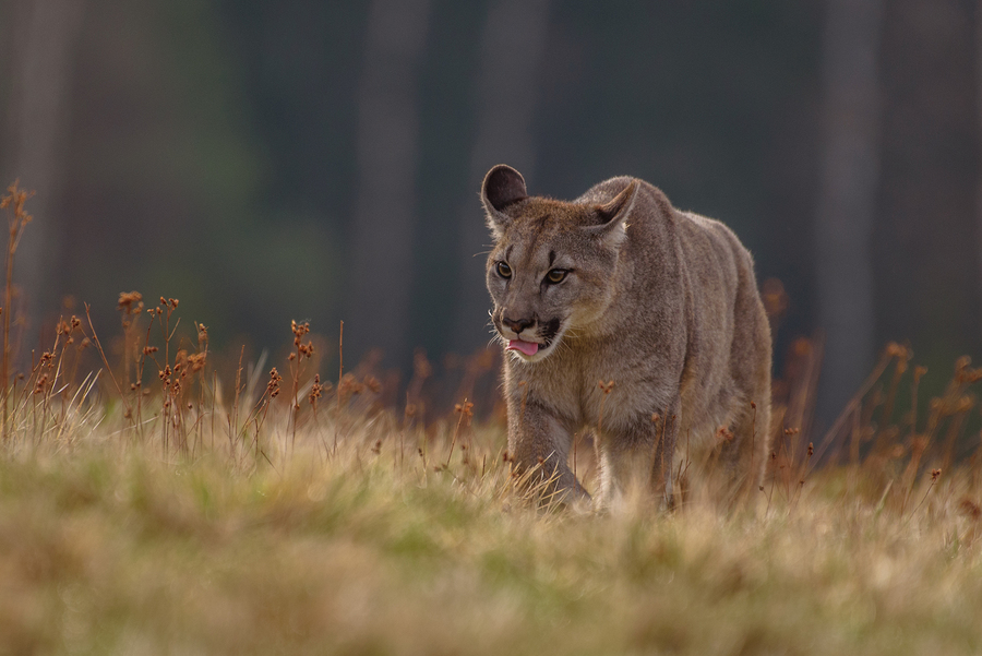 Rare North American Animals