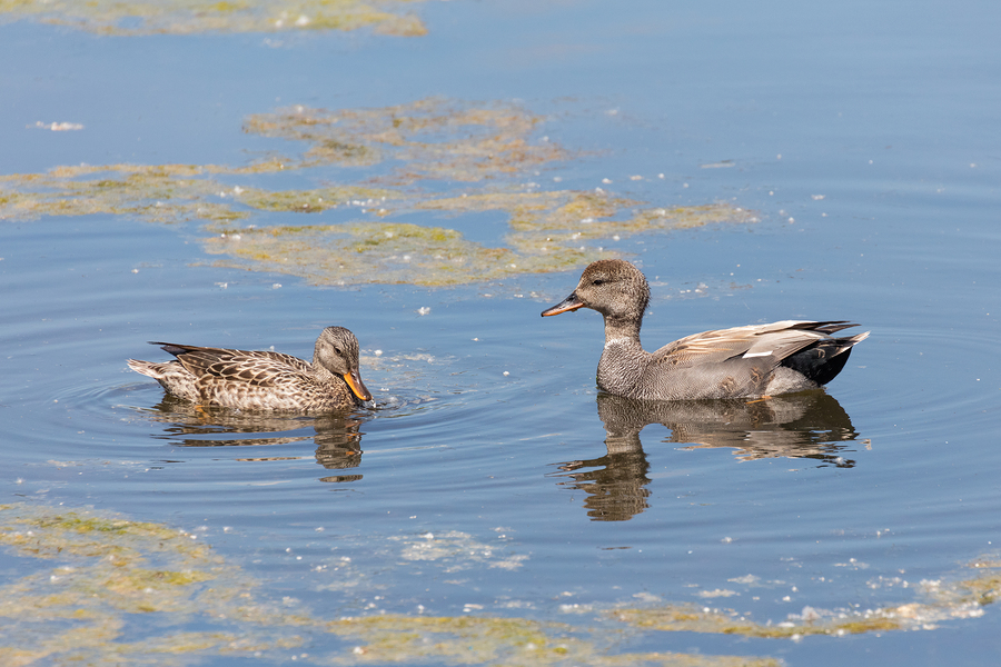 Gadwall duck