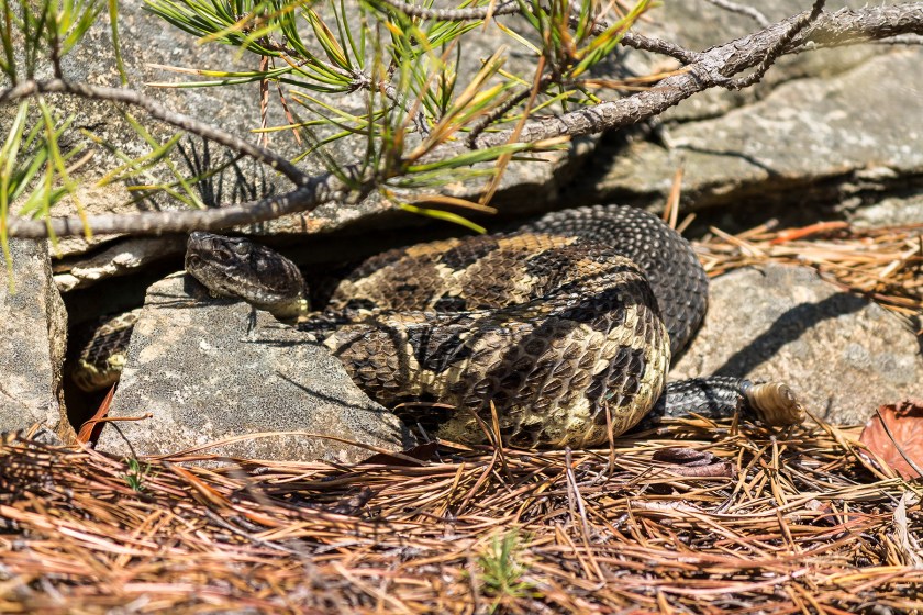 Snakes In North America