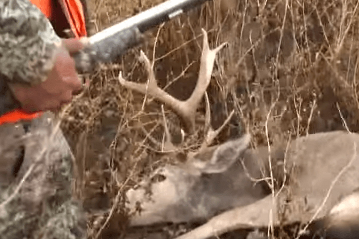 deer fights back