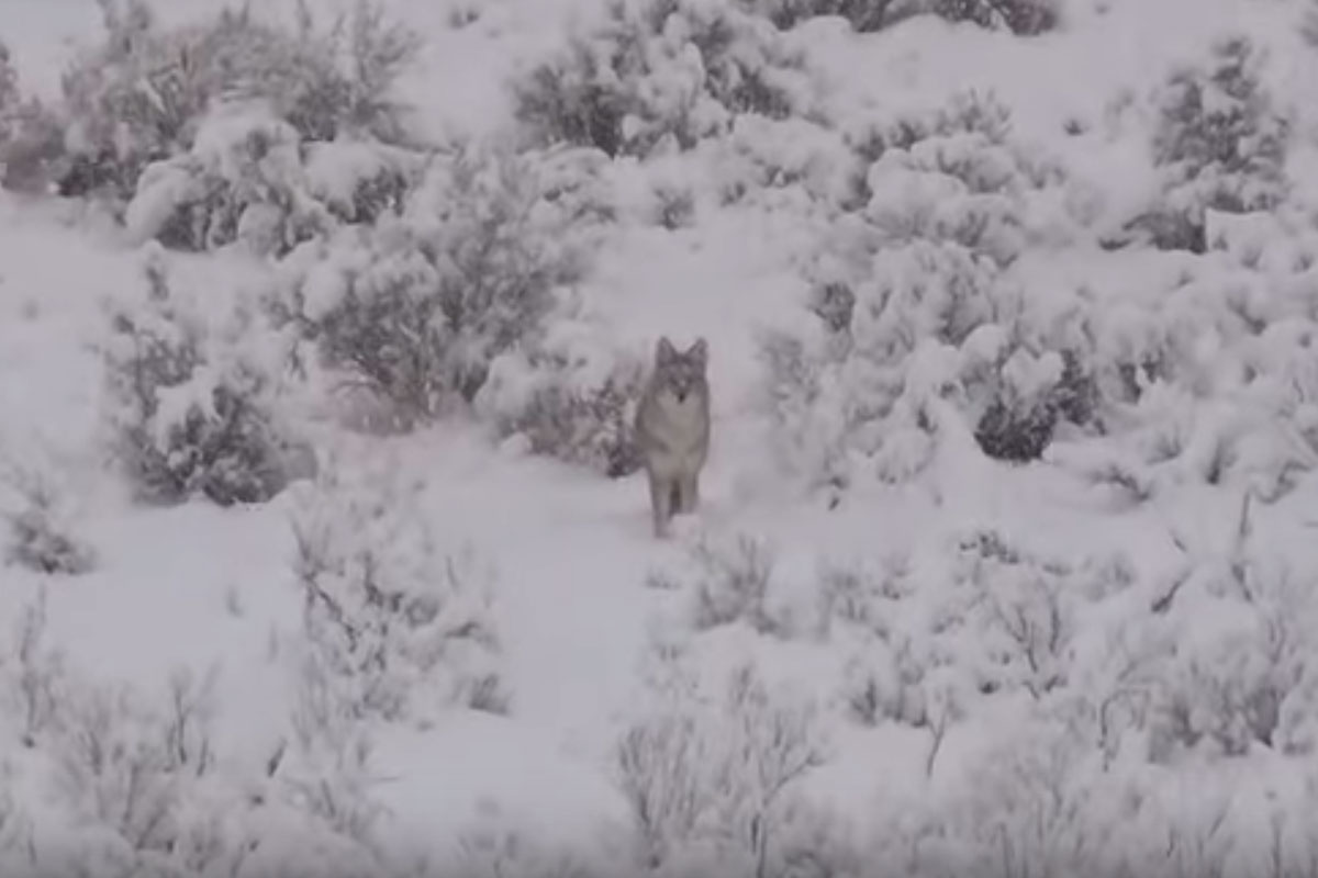 coyote