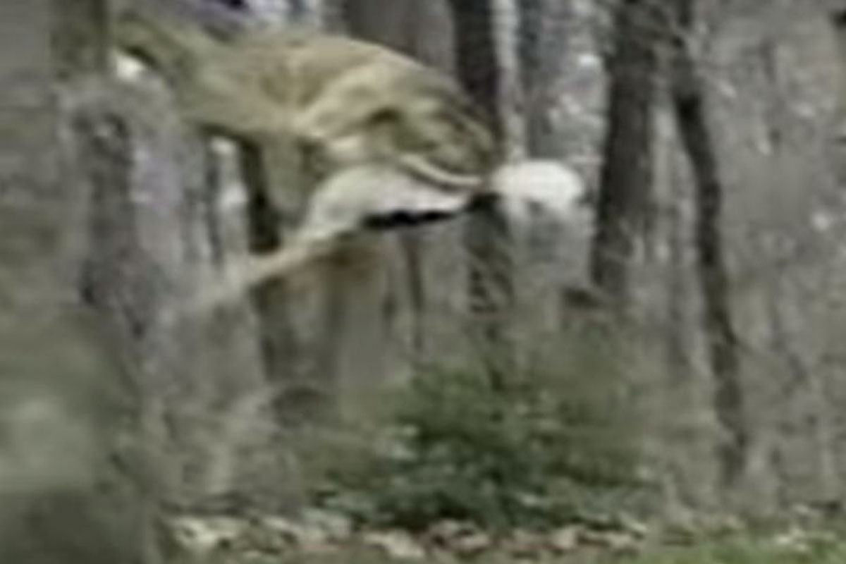 deer flying