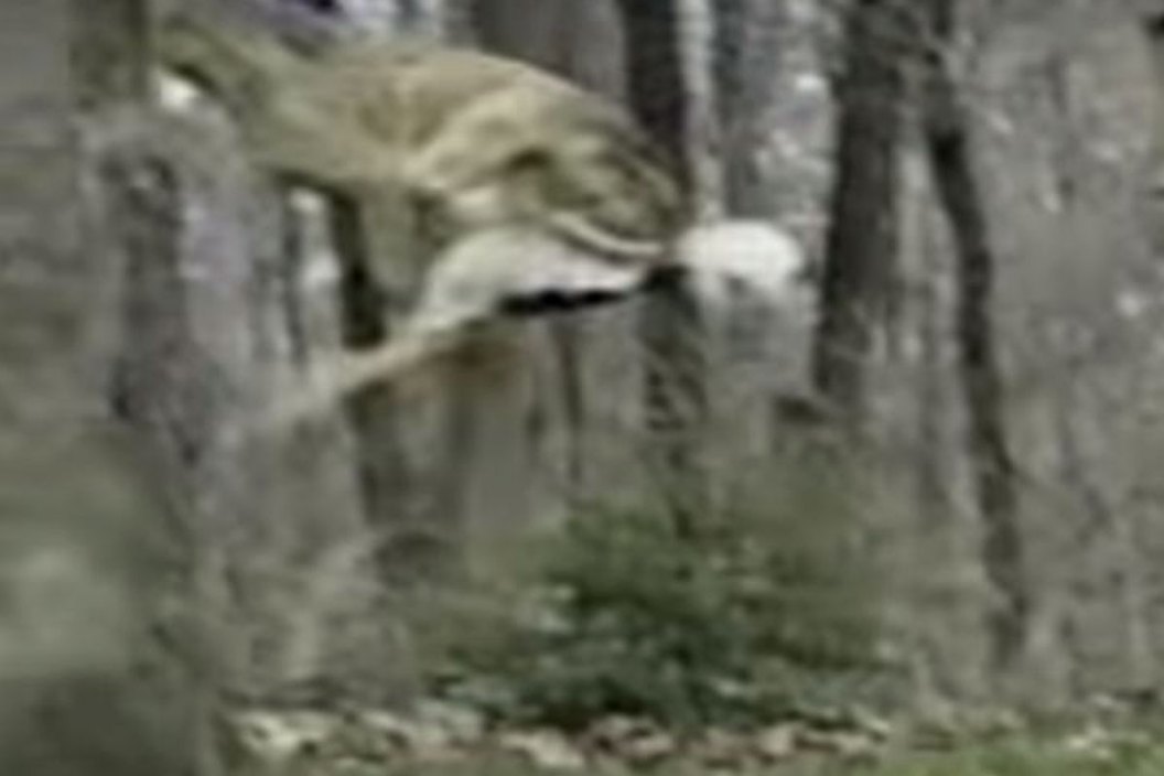 deer flying
