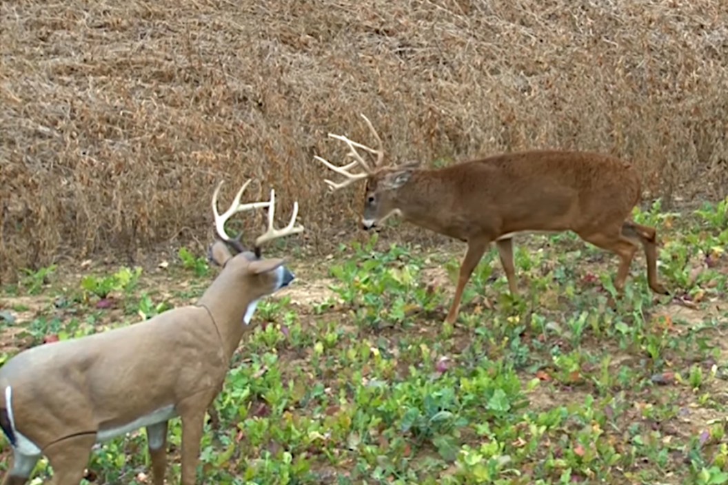 Deer Decoys