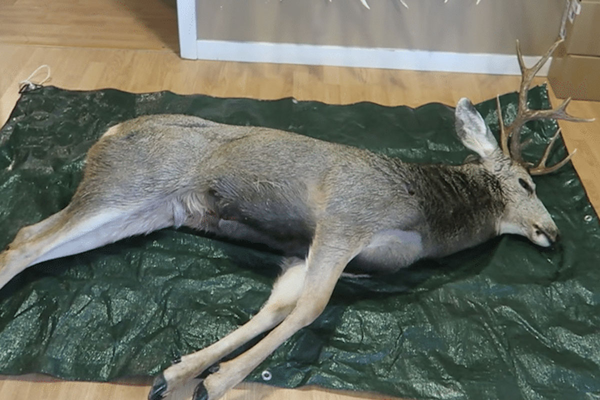 deer in living room