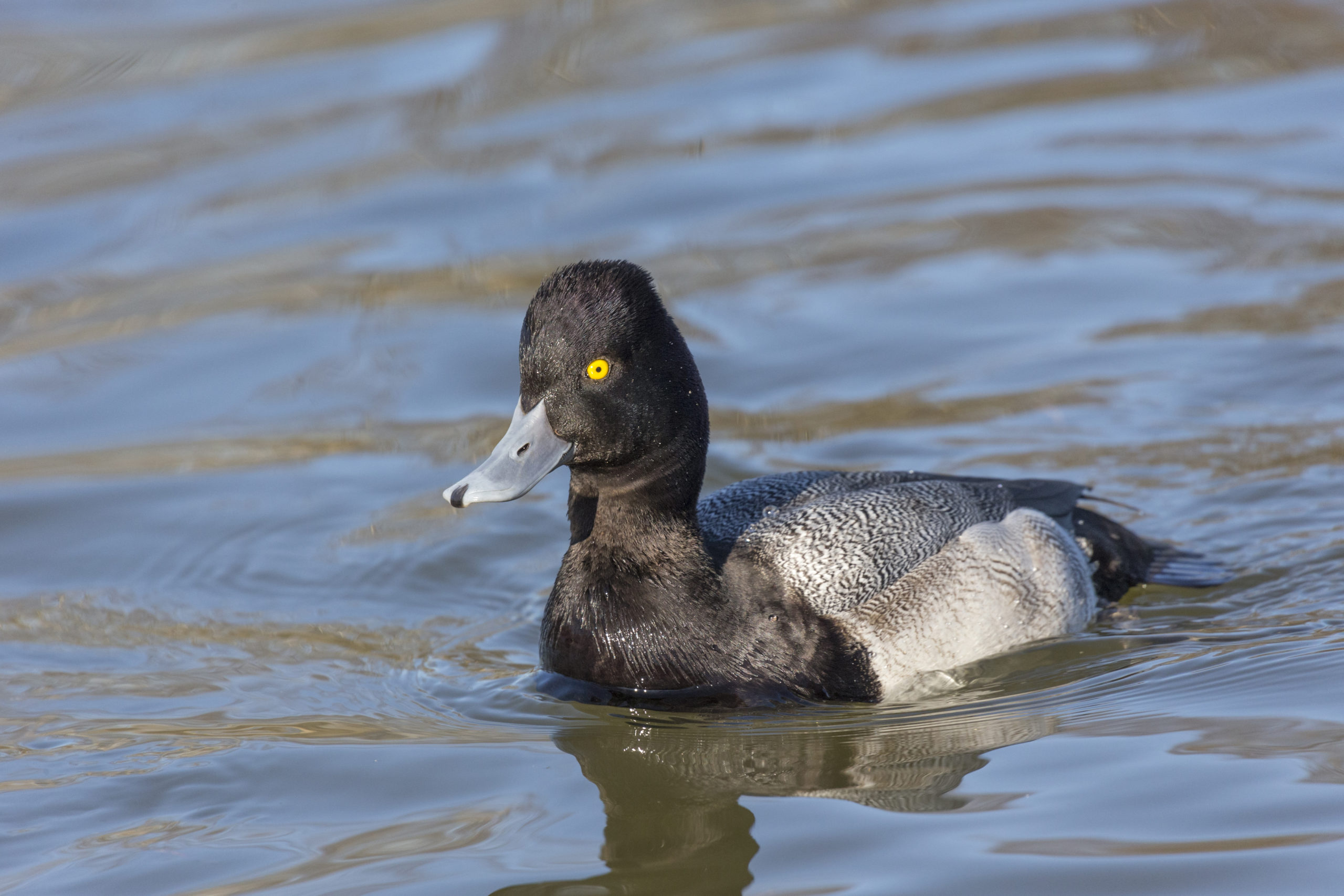 The Great Big American Duck Hunting Species Guide - Wide Open Spaces