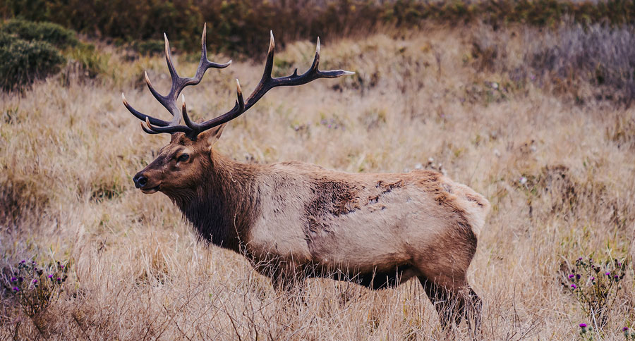 elk attack