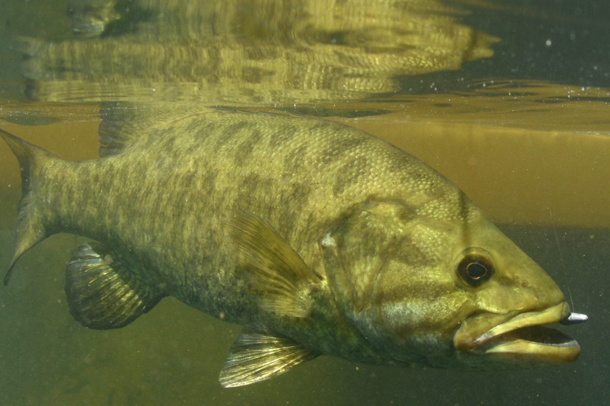 How to Catch More Bass on Soft Plastic Worms (Underwater Footage)