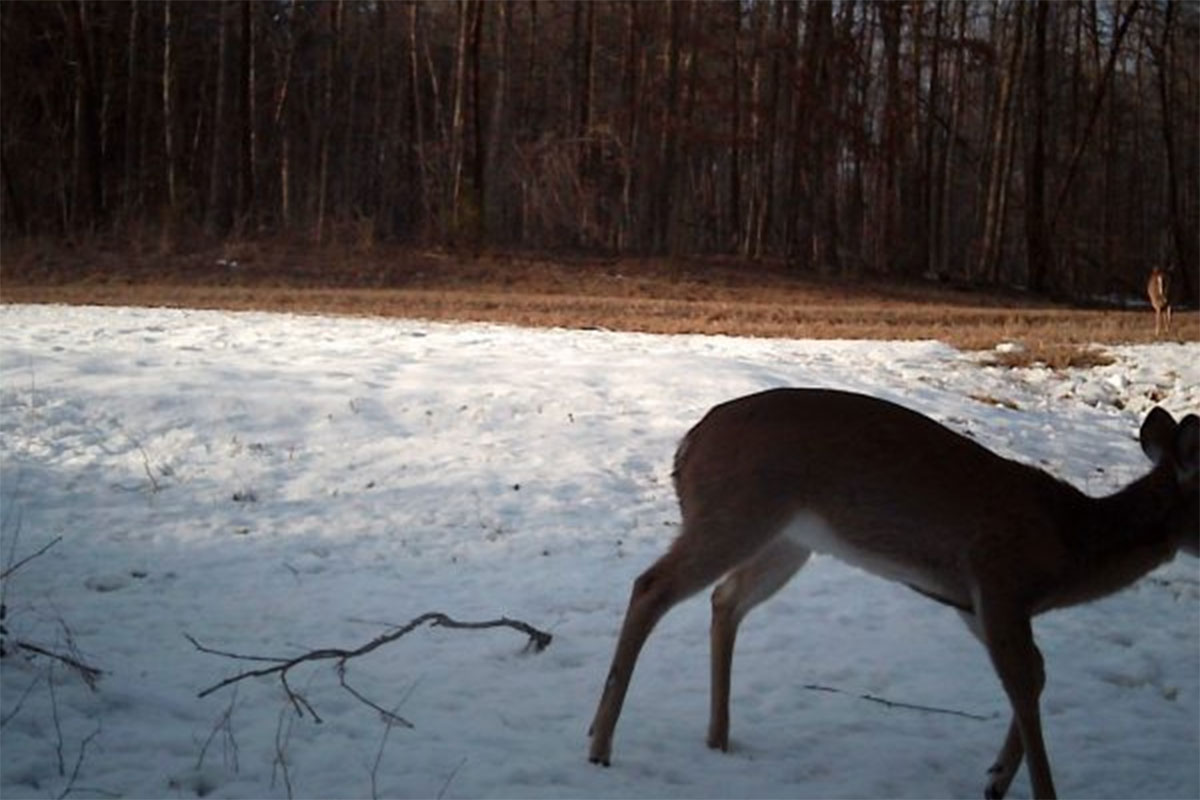 Deer Hiding