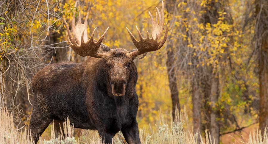 How Big Is A Moose