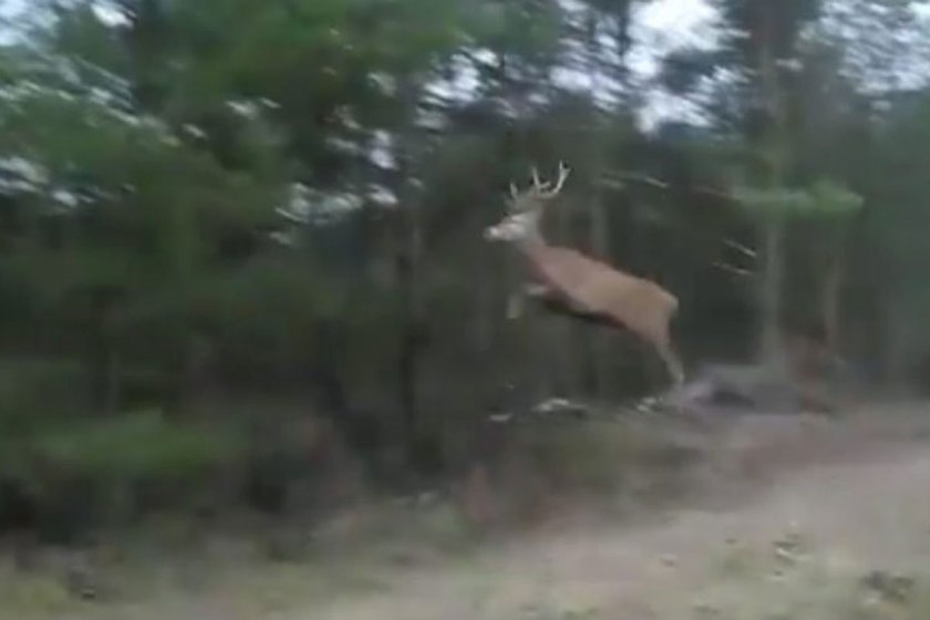 Deer Jumps So High His Antlers Scrape the Tree Branches Wide Open Spaces
