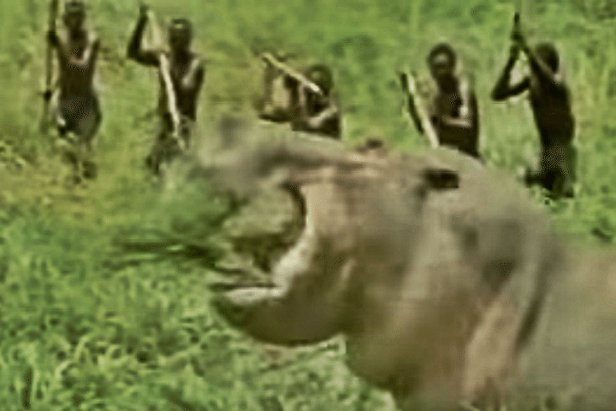 hippo