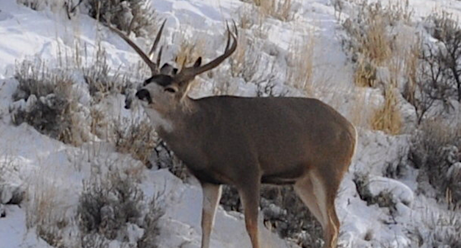 Old Hunting