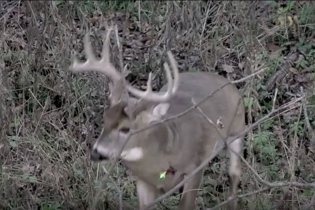bow hunting