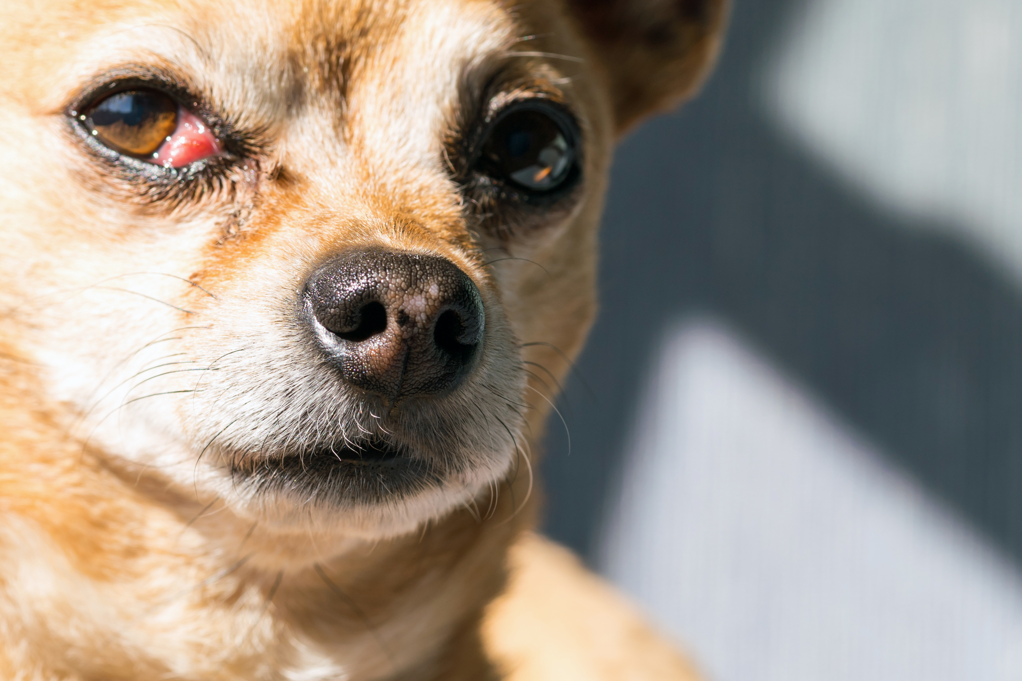 Cherry Eye Dog Treatment