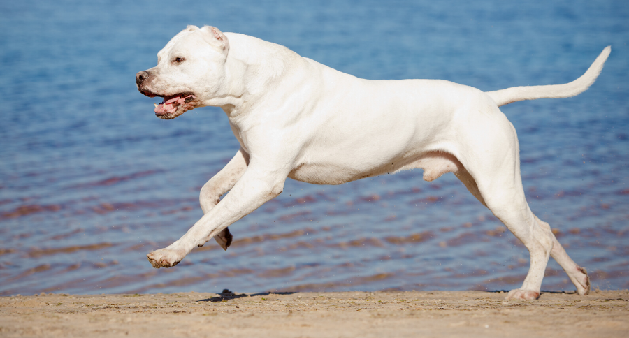 Dogo Argentino Breed Profile: History, Purpose, Care, and Companionship