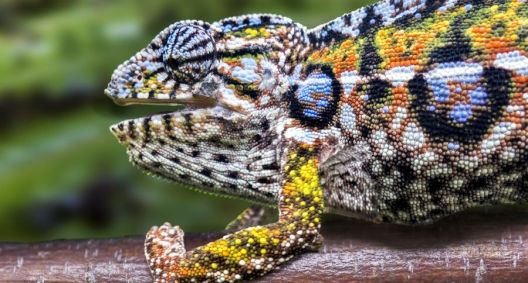 Panther Chameleon Care Guide: Habitat, Diet and Behavior