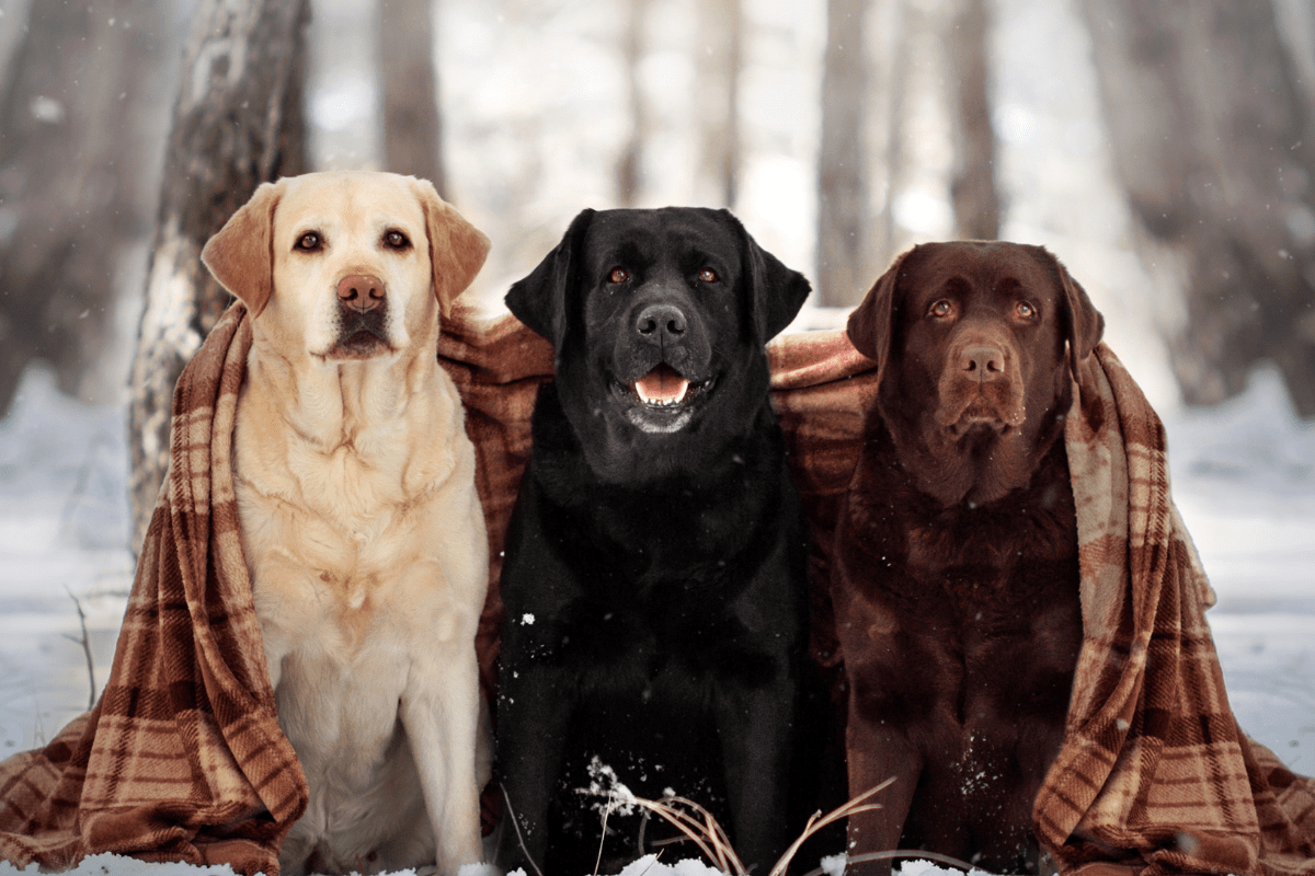 Merle labrador hot sale puppies for sale