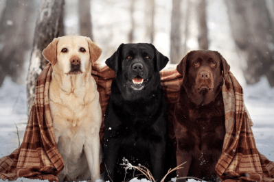 Chocolate top lab colors
