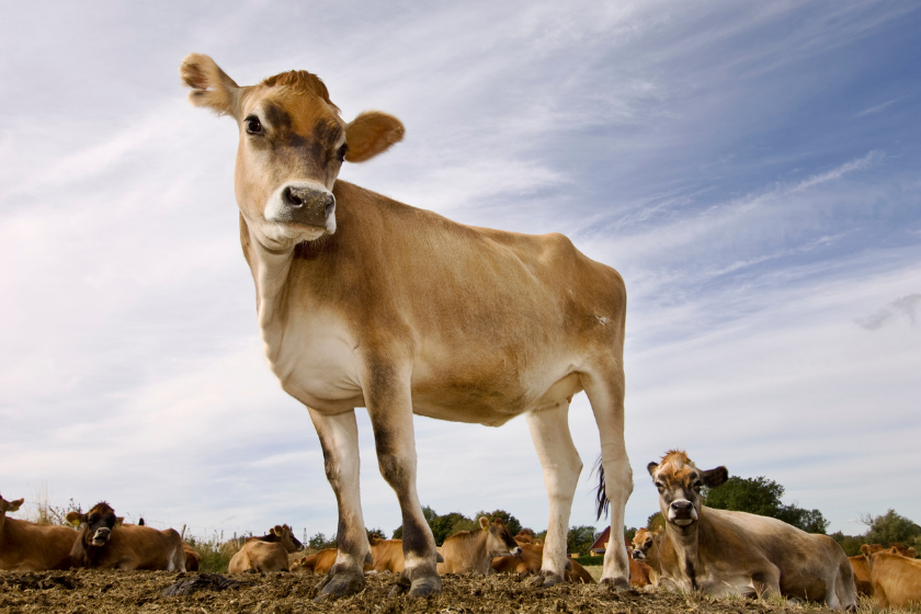 jersey cow looking at camera on field