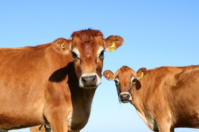 jersey cow with identification tags