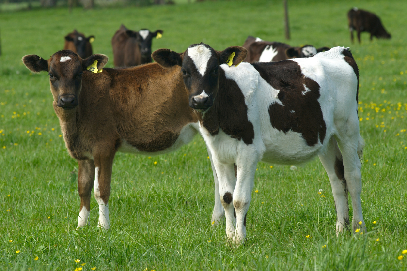 jersey cow and holstein on green grass