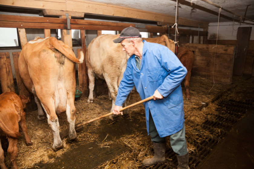 man caring for jersey cow in stable