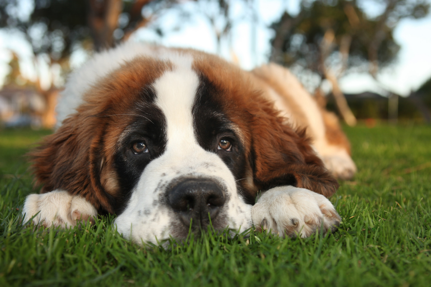 st bernard stinkiest dog breed