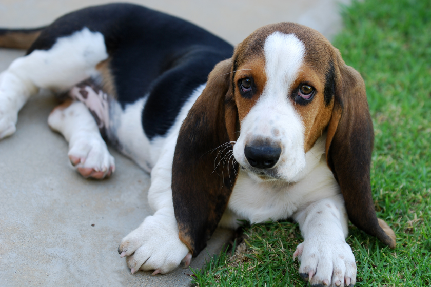 basset hound is stinkiest dog breed looking at camera