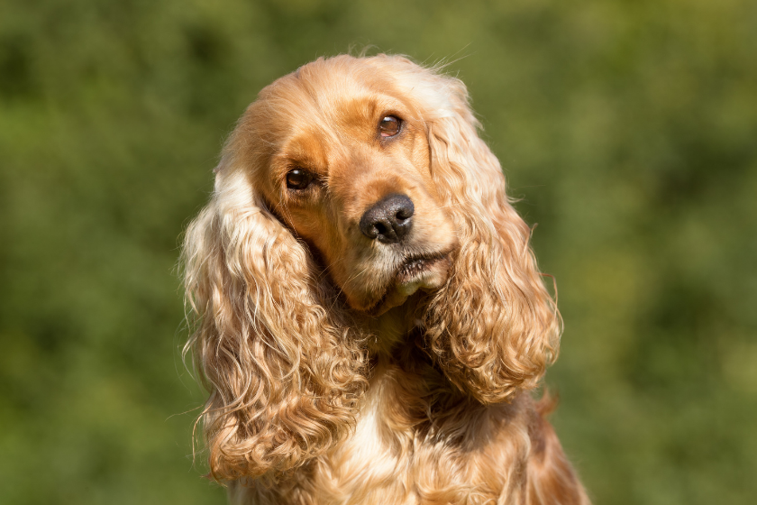 cockerspaniel looking at camera