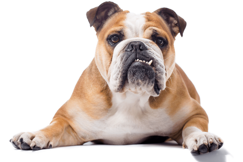 bulldog stinkiest dog breed