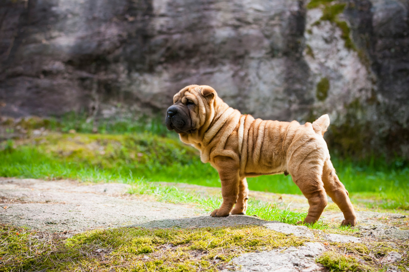 shar pei outside by cliff